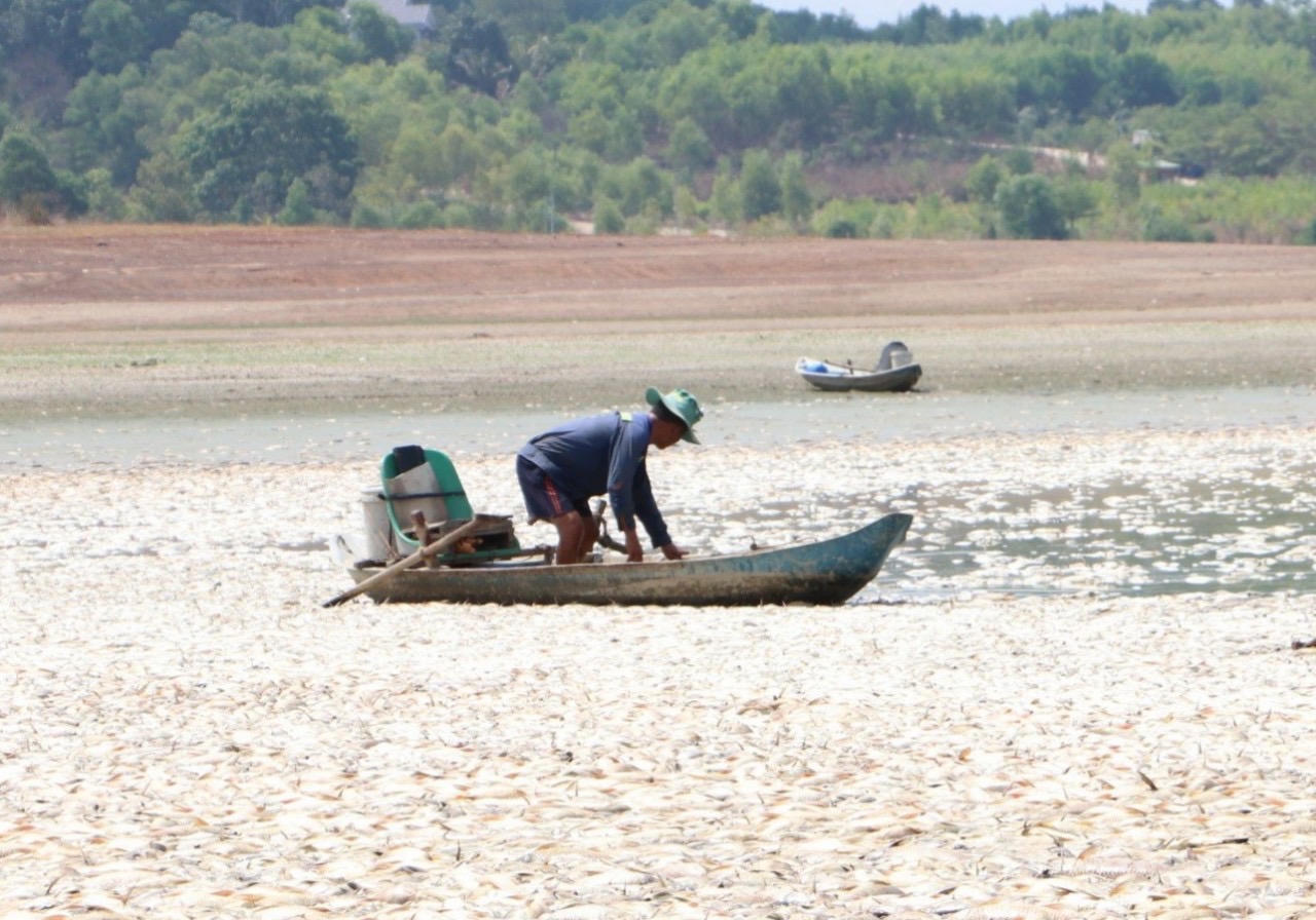 Đồng Nai: Khoảng 200 tấn cá chết trắng trên hồ chứa nước Sông Mây