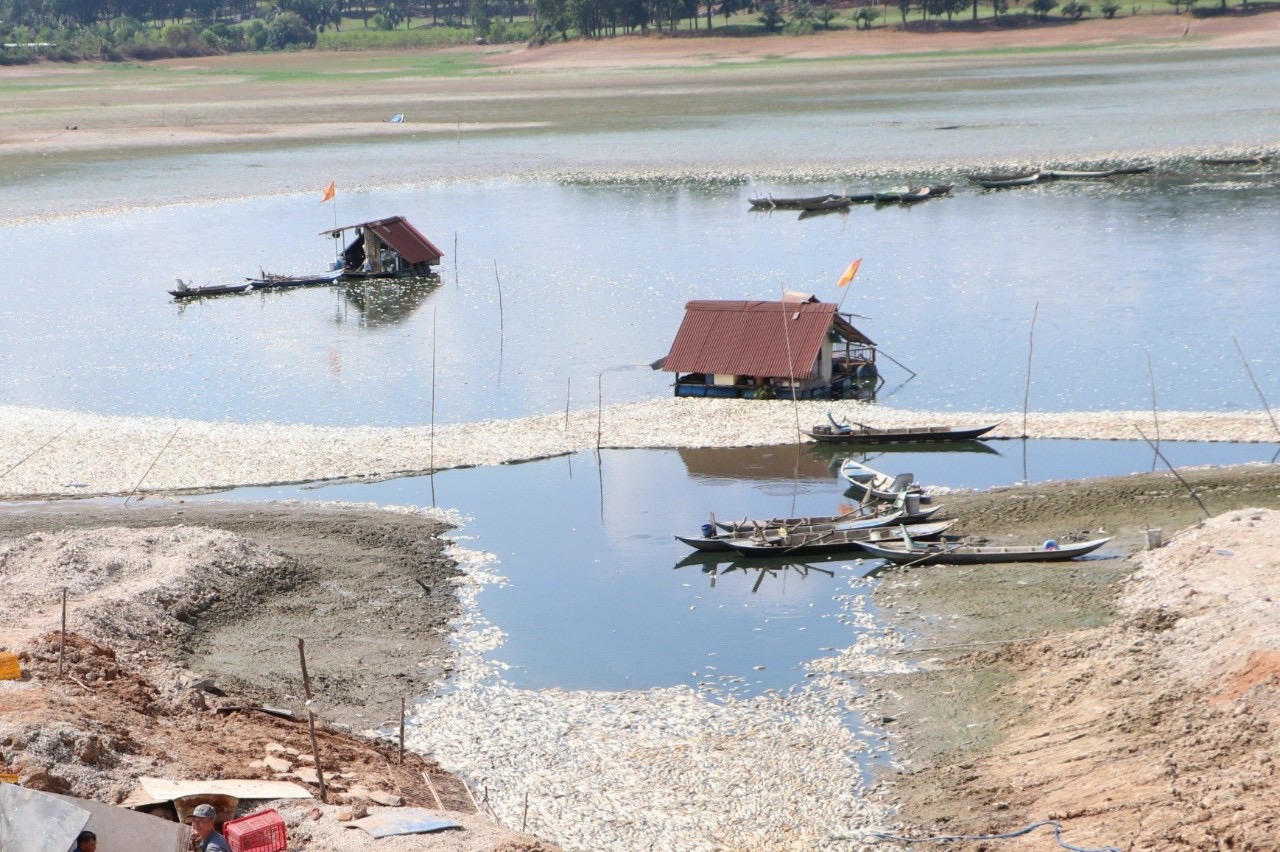 Đồng Nai: Khoảng 200 tấn cá chết trắng trên hồ chứa nước Sông Mây