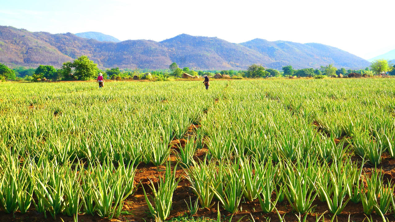Nhà sản xuất nha đam, thạch dừa hàng đầu Việt Nam công bố lợi nhuận kỷ lục trong quý đầu năm