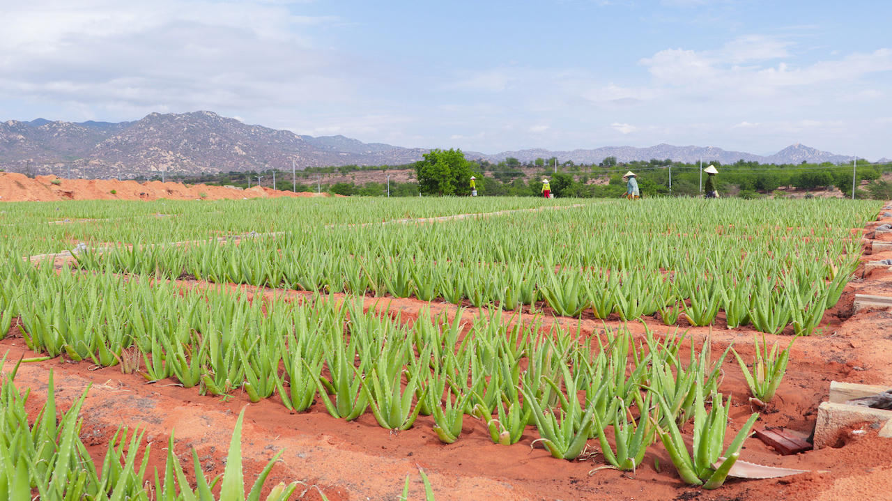 Vietfarm sẵn sàng vươn ra 'biển lớn'