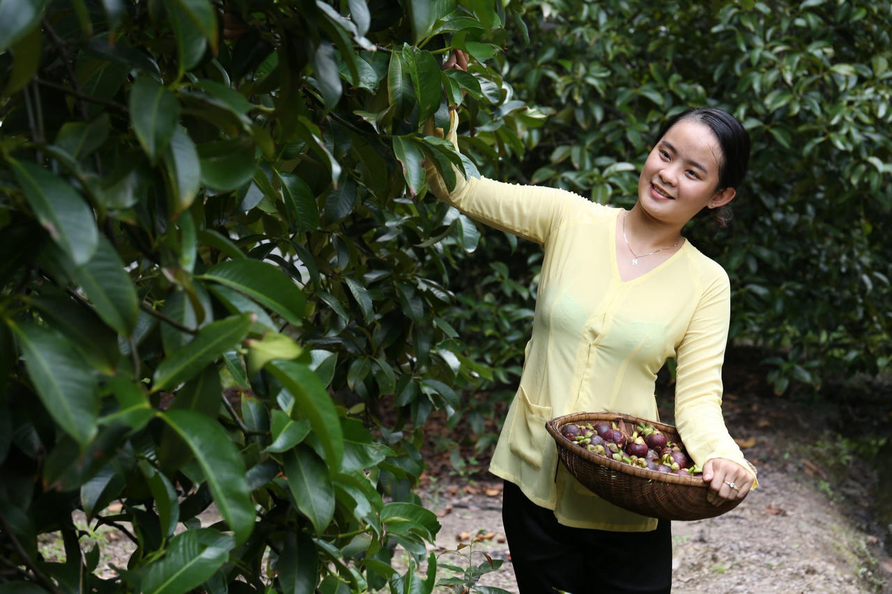 “Mùa trái chín” Lái Thiêu đang đón chờ du khách