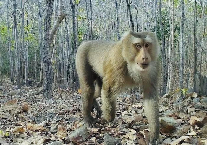 Phát hiện nhiều loài động vật quý hiếm trong rừng ở Bình Thuận