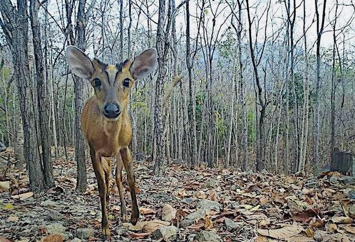 Phát hiện nhiều loài động vật quý hiếm trong rừng ở Bình Thuận