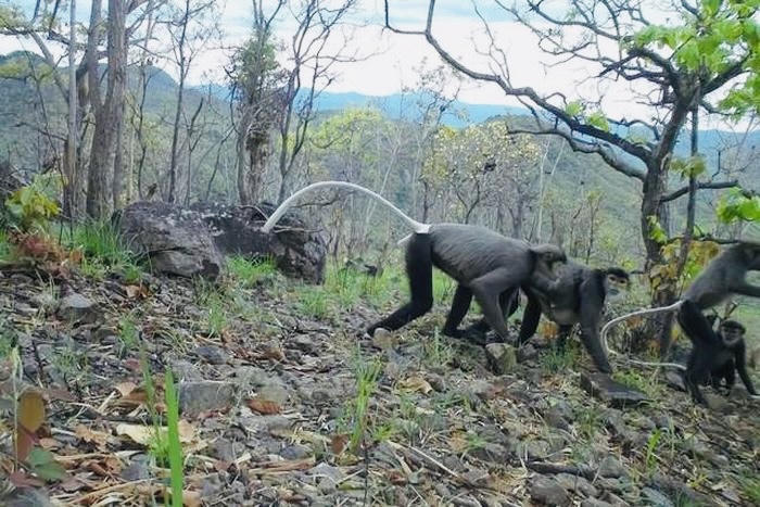 Phát hiện nhiều loài động vật quý hiếm trong rừng ở Bình Thuận