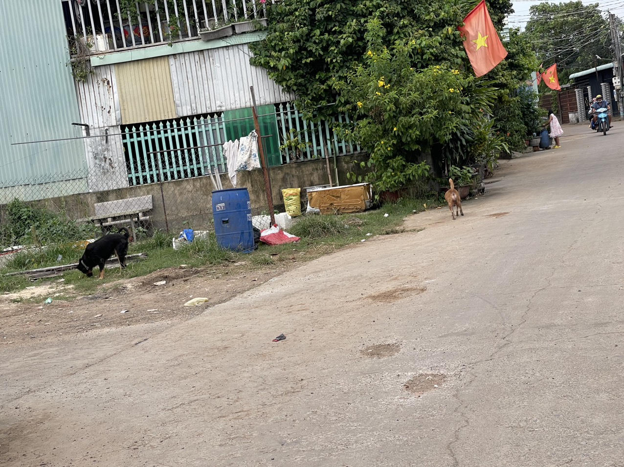 Bệnh dại diễn biến phức tạp ở các tỉnh Đông Nam bộ 