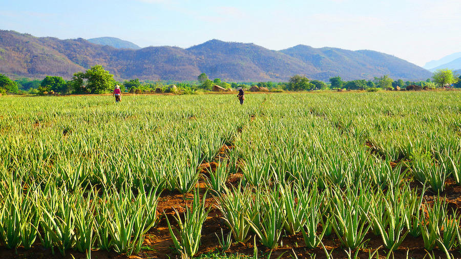Sản phẩm mới của GC Food, thạch Jelly Zen Zen đáp ứng nhu cầu thị trường