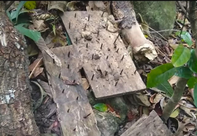 Phát hiện 15 con trâu bị chết do dính bẫy thú rừng ở Ninh Thuận