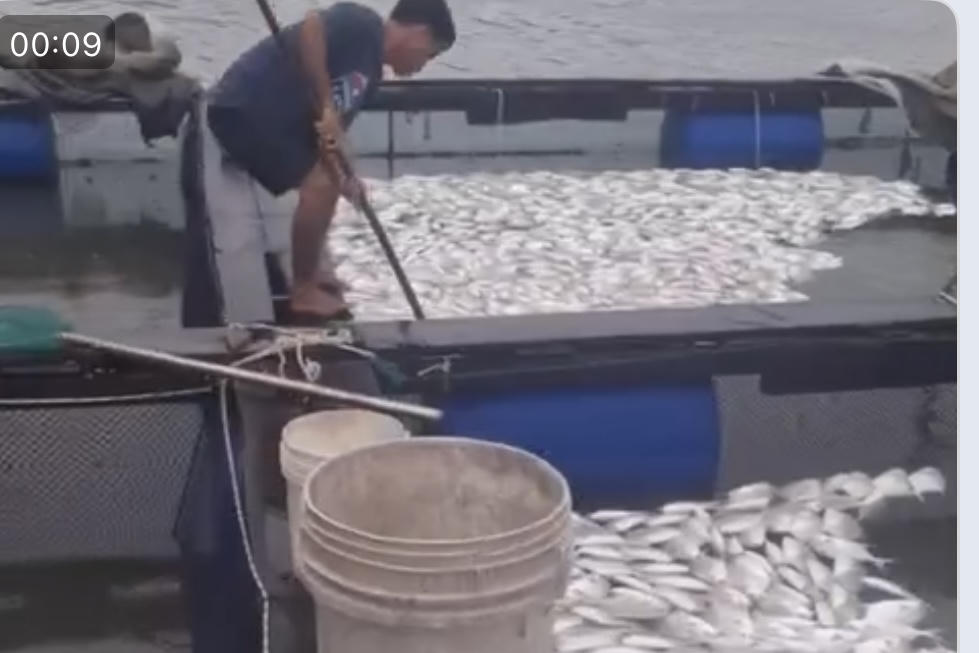 Hàng chục tấn cá nuôi trên sông Thị Vải chết bất thường sau cơn mưa