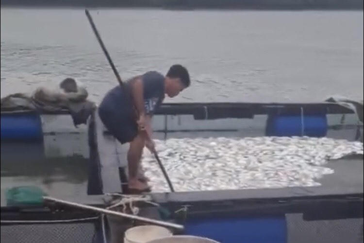 Người làng bè trên sông Thị Vải 'khóc' vì cá chết hàng loạt 