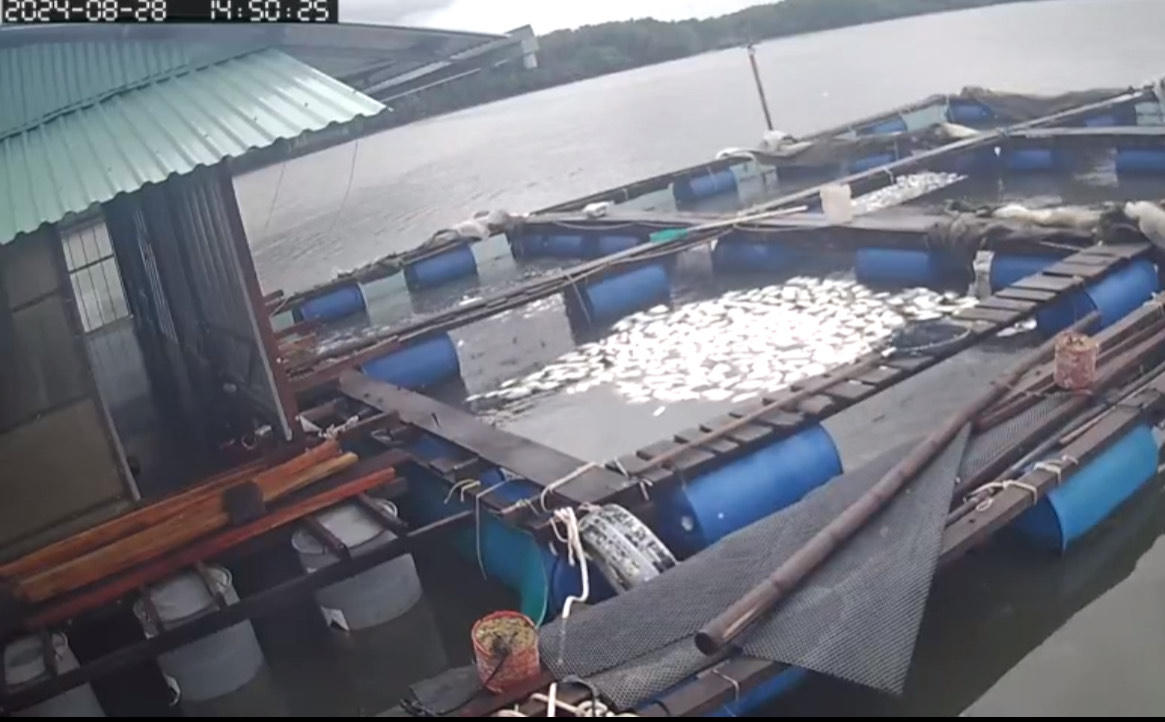 Người làng bè trên sông Thị Vải 'khóc' vì cá chết hàng loạt 