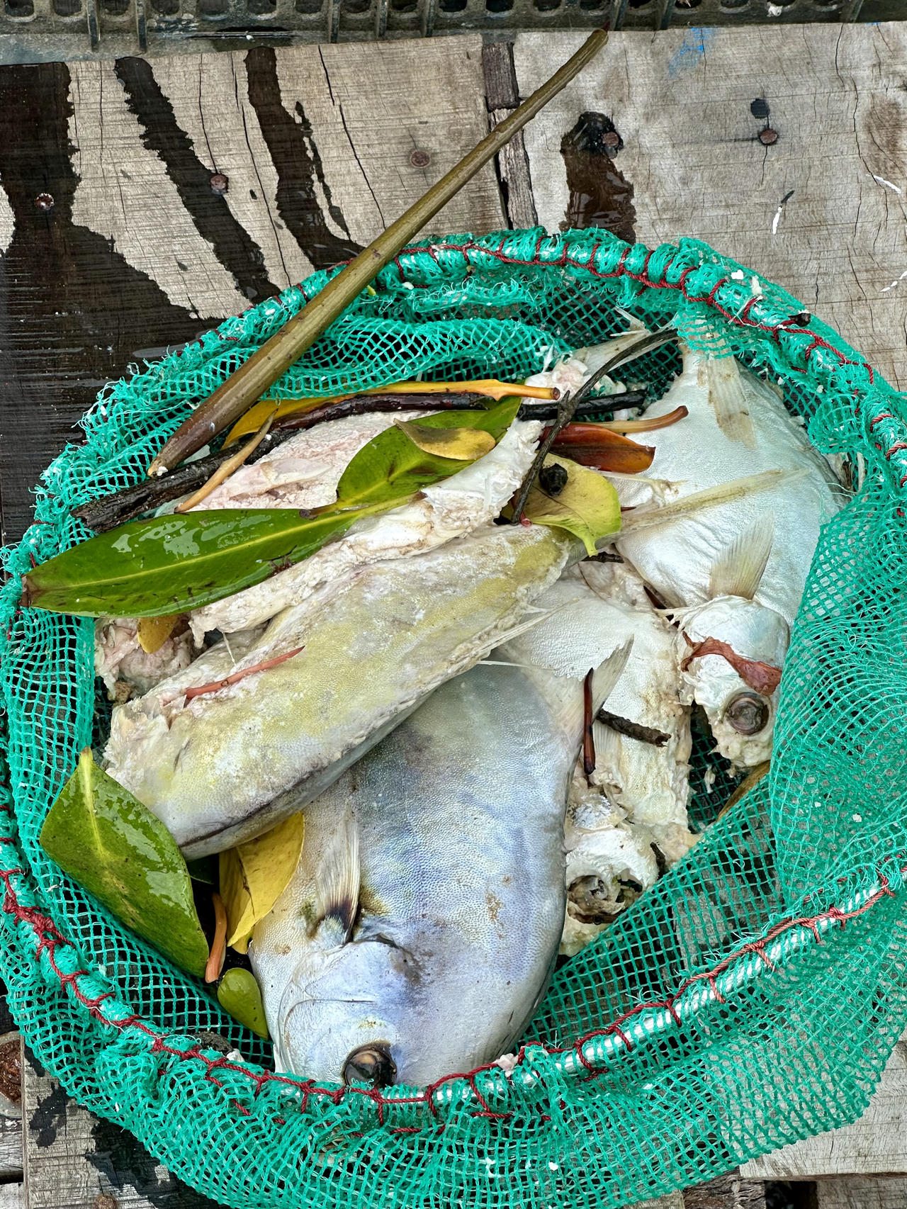 Người làng bè trên sông Thị Vải 'khóc' vì cá chết hàng loạt 