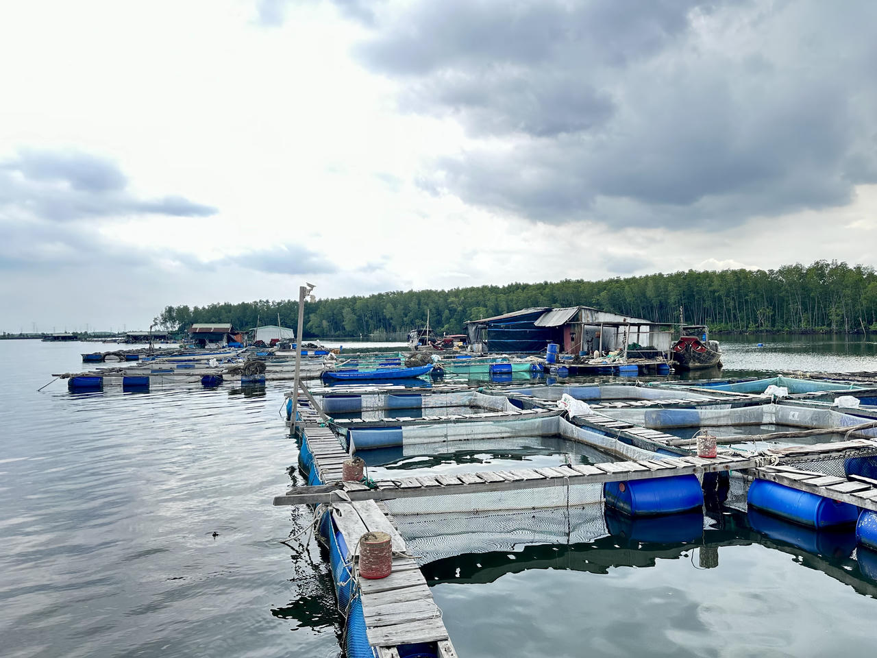 Người làng bè trên sông Thị Vải 'khóc' vì cá chết hàng loạt 
