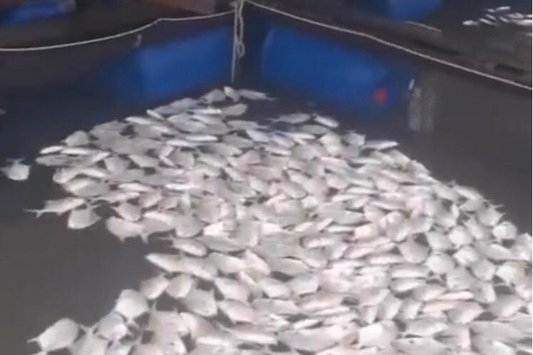 Người làng bè trên sông Thị Vải 'khóc' vì cá chết hàng loạt 