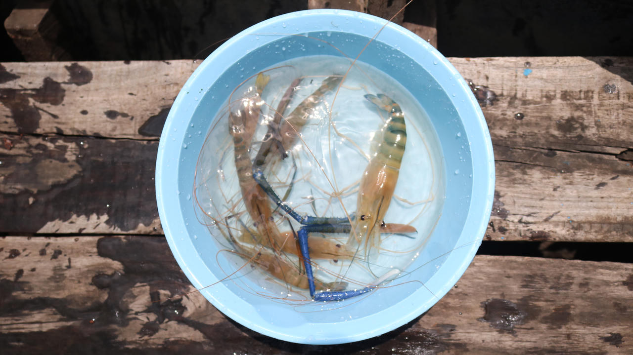 Nghề săn lộc trời trên sông Đồng Nai