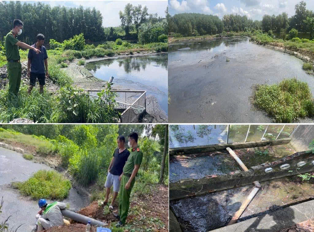 Trại heo 2000 con xả thải trực tiếp ra môi trường