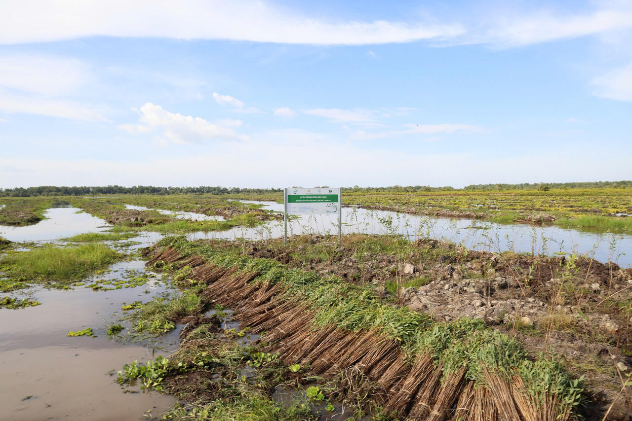 C.P. Việt Nam bàn giao dự án phục hồi 17 hecta rừng tràm tại Long An