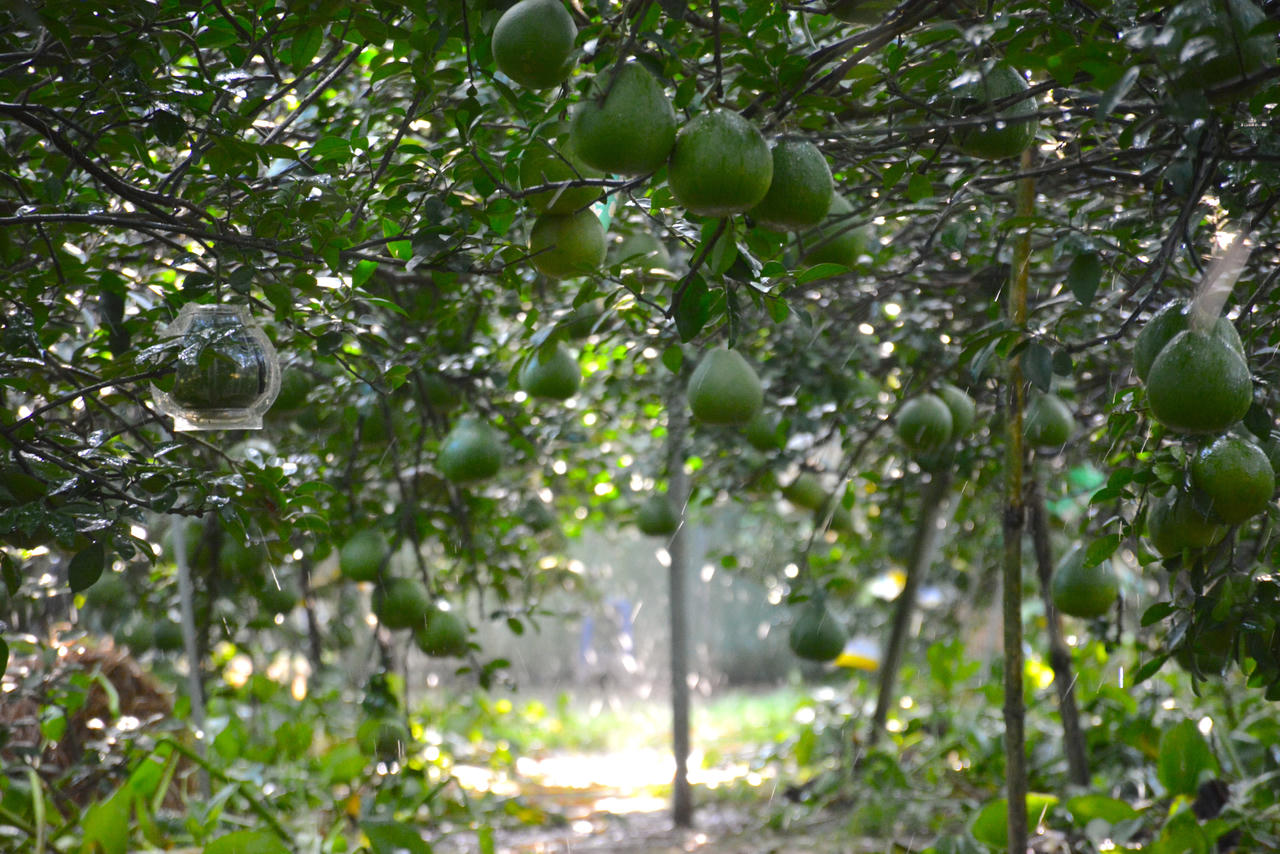 Làng bưởi Tân Triều tất bật cho vụ Tết