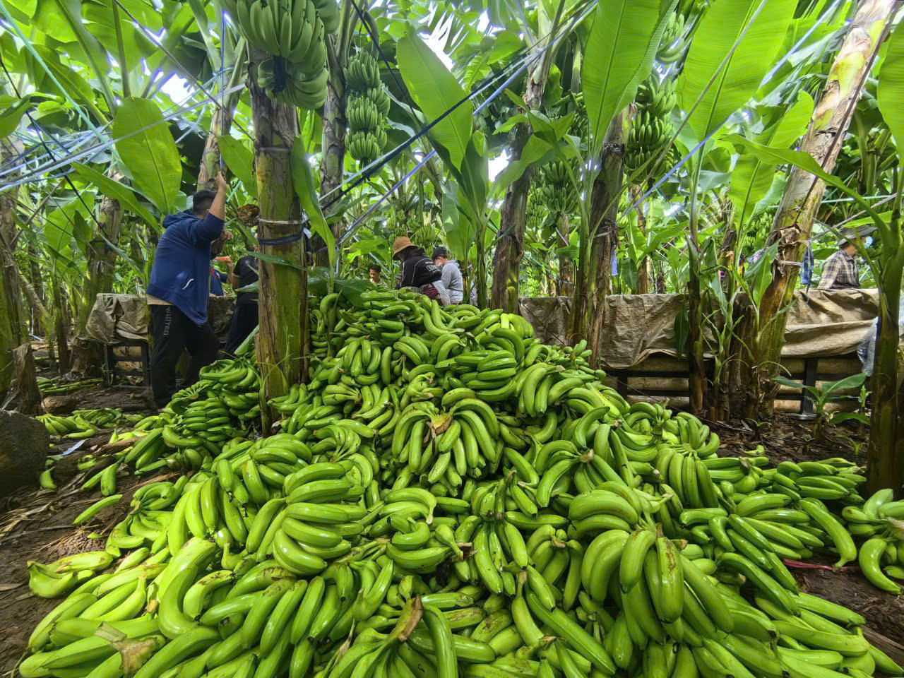 Đồng Nai đứng đầu cả nước về diện tích trồng chuối cấy mô xuất khẩu