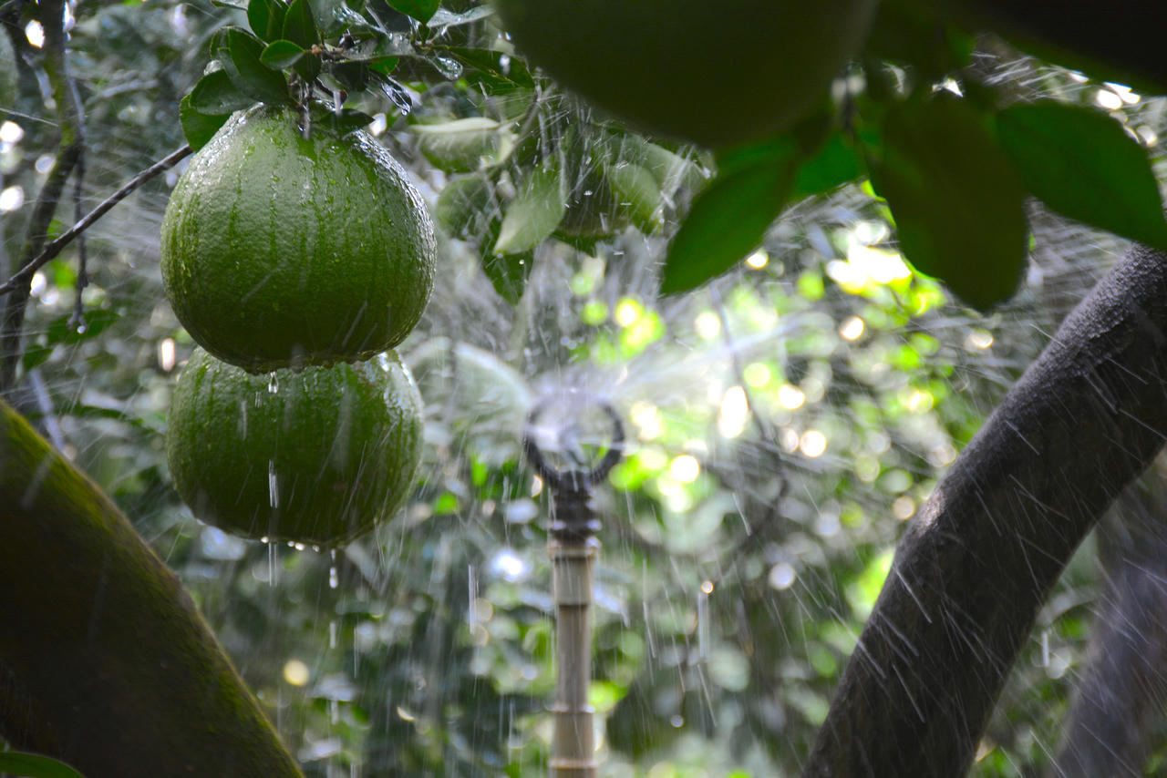 Làng bưởi Tân Triều tất bật cho vụ Tết