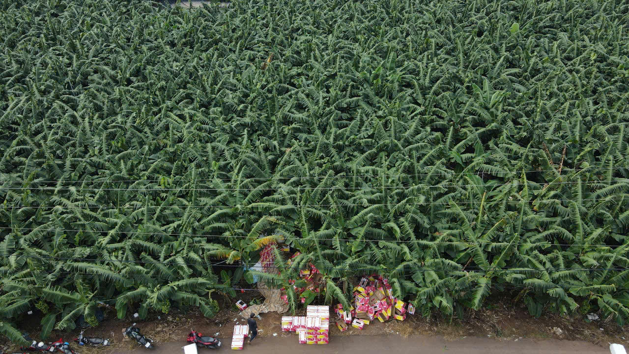 Đồng Nai đứng đầu cả nước về diện tích trồng chuối cấy mô xuất khẩu