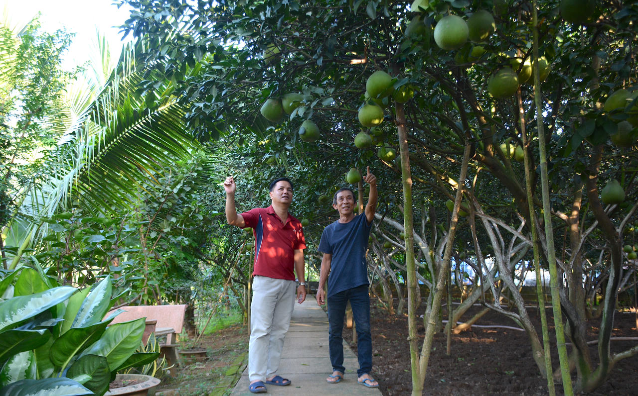 Làng bưởi Tân Triều tất bật cho vụ Tết