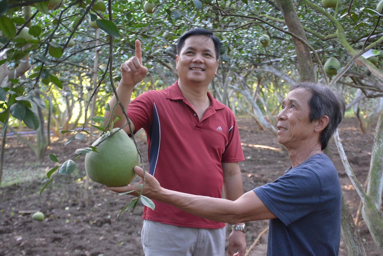 Làng bưởi Tân Triều tất bật cho vụ Tết