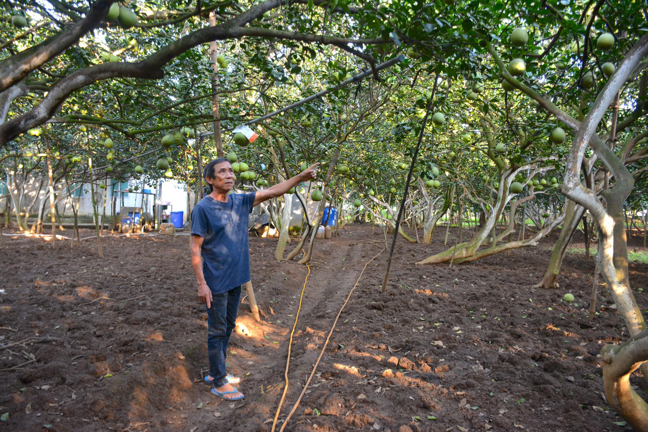 Làng bưởi Tân Triều tất bật cho vụ Tết
