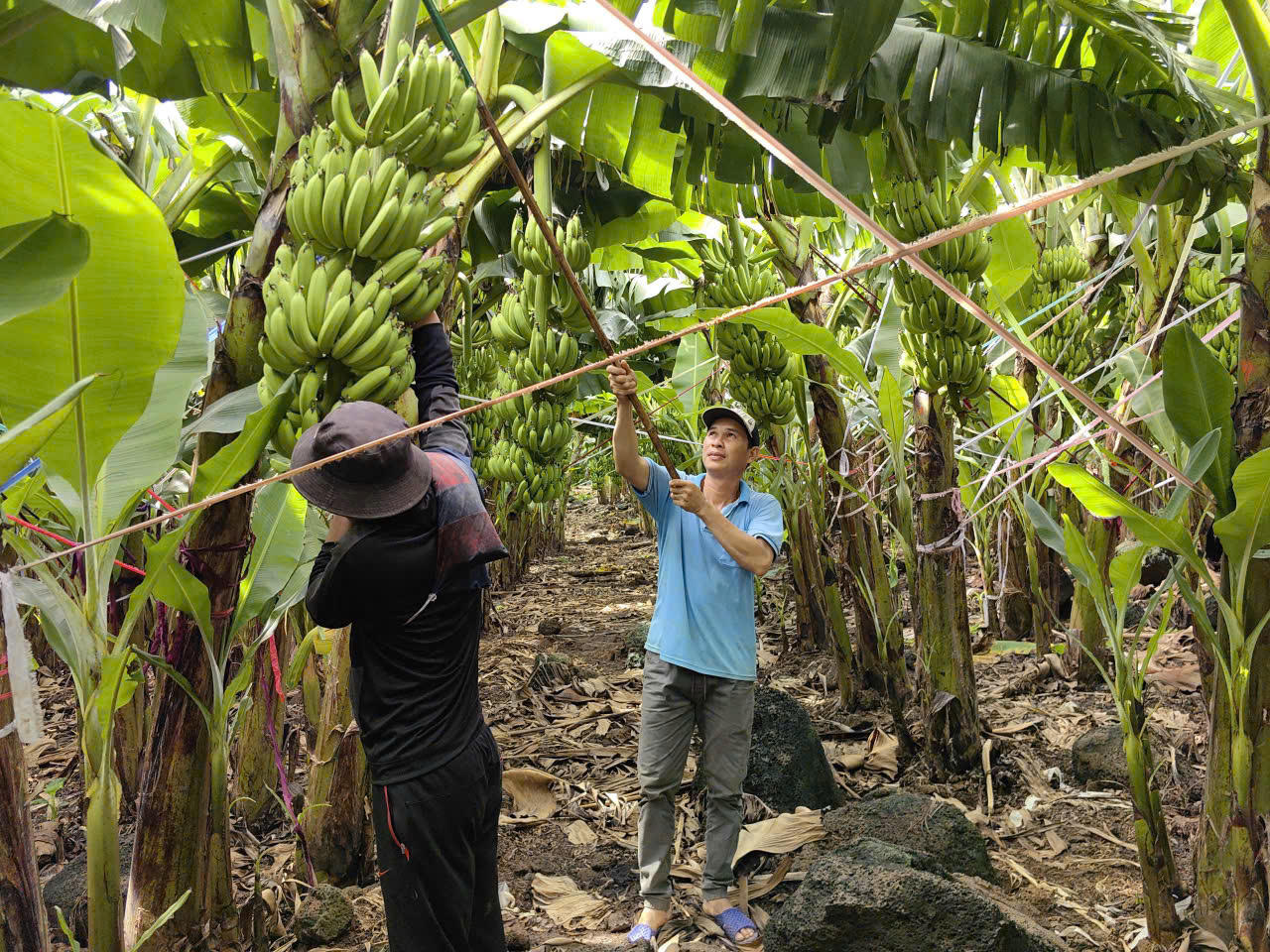 Đồng Nai đứng đầu cả nước về diện tích trồng chuối cấy mô xuất khẩu