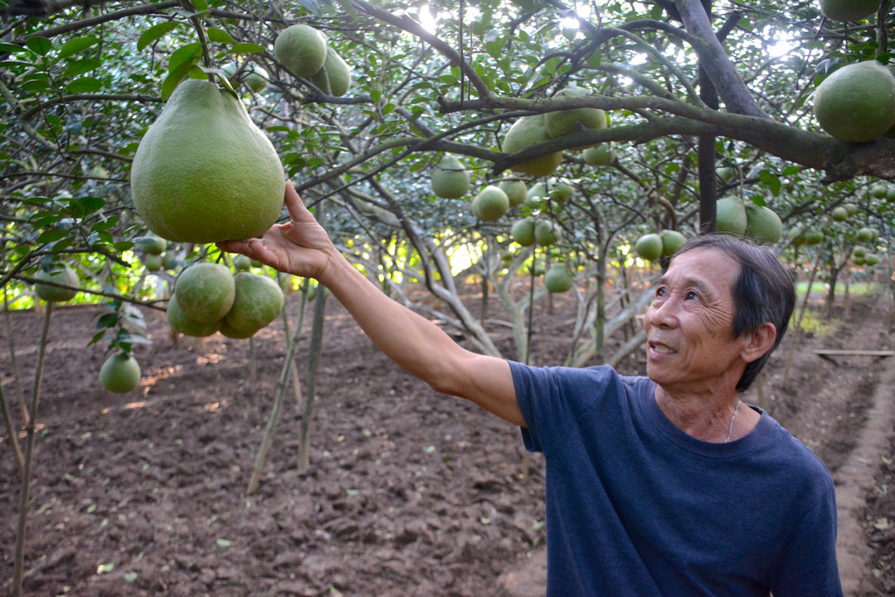 Làng bưởi Tân Triều tất bật cho vụ Tết