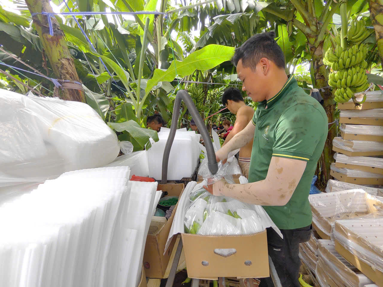 Đồng Nai đứng đầu cả nước về diện tích trồng chuối cấy mô xuất khẩu