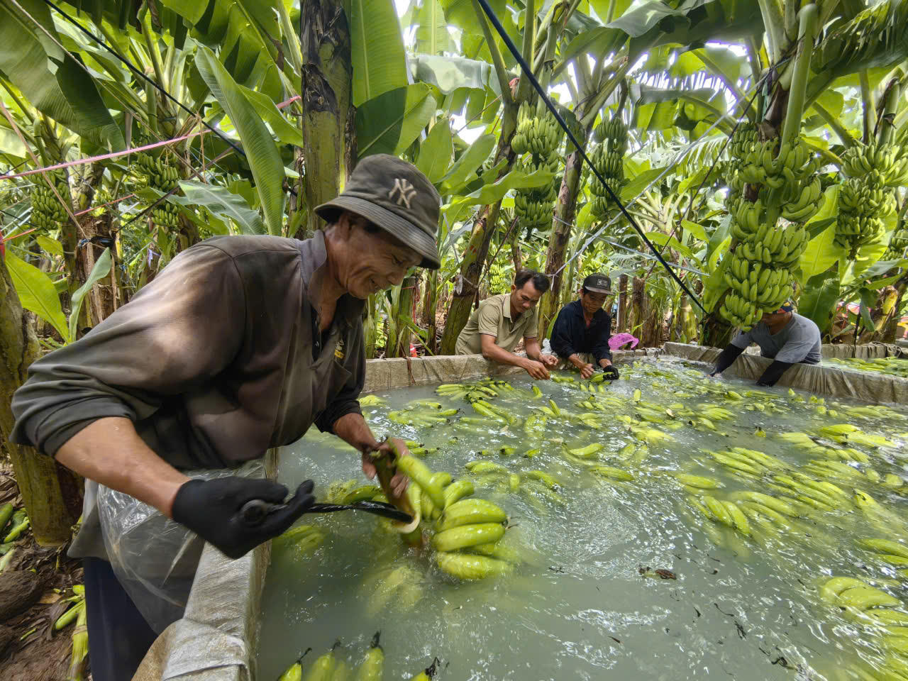 Đồng Nai đứng đầu cả nước về diện tích trồng chuối cấy mô xuất khẩu