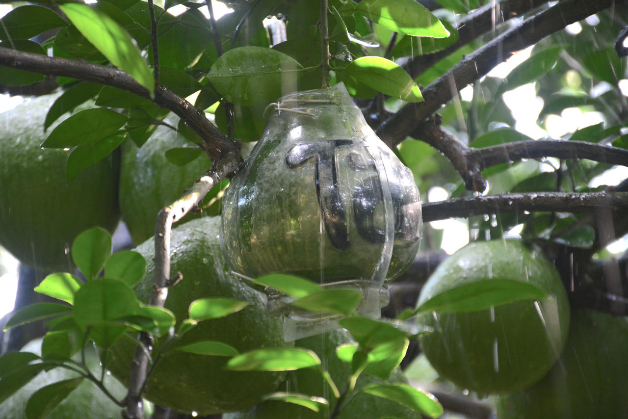 Làng bưởi Tân Triều tất bật cho vụ Tết