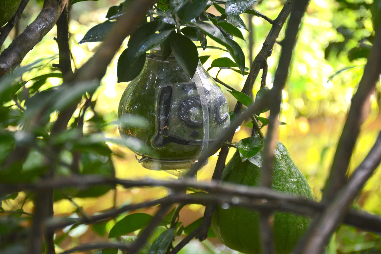 Làng bưởi Tân Triều tất bật cho vụ Tết