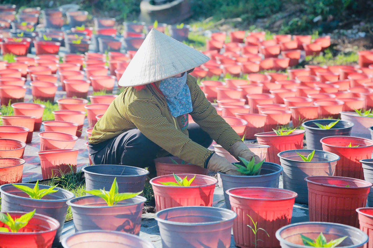 Nông dân Đồng Nai kỳ vọng vụ hoa xuân Ất Tỵ được mùa, trúng giá