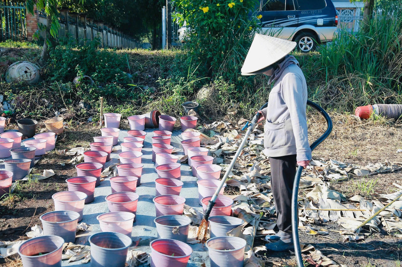 Nông dân Đồng Nai kỳ vọng vụ hoa xuân Ất Tỵ được mùa, trúng giá