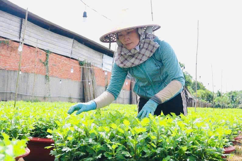 Nông dân Đồng Nai kỳ vọng vụ hoa xuân Ất Tỵ được mùa, trúng giá