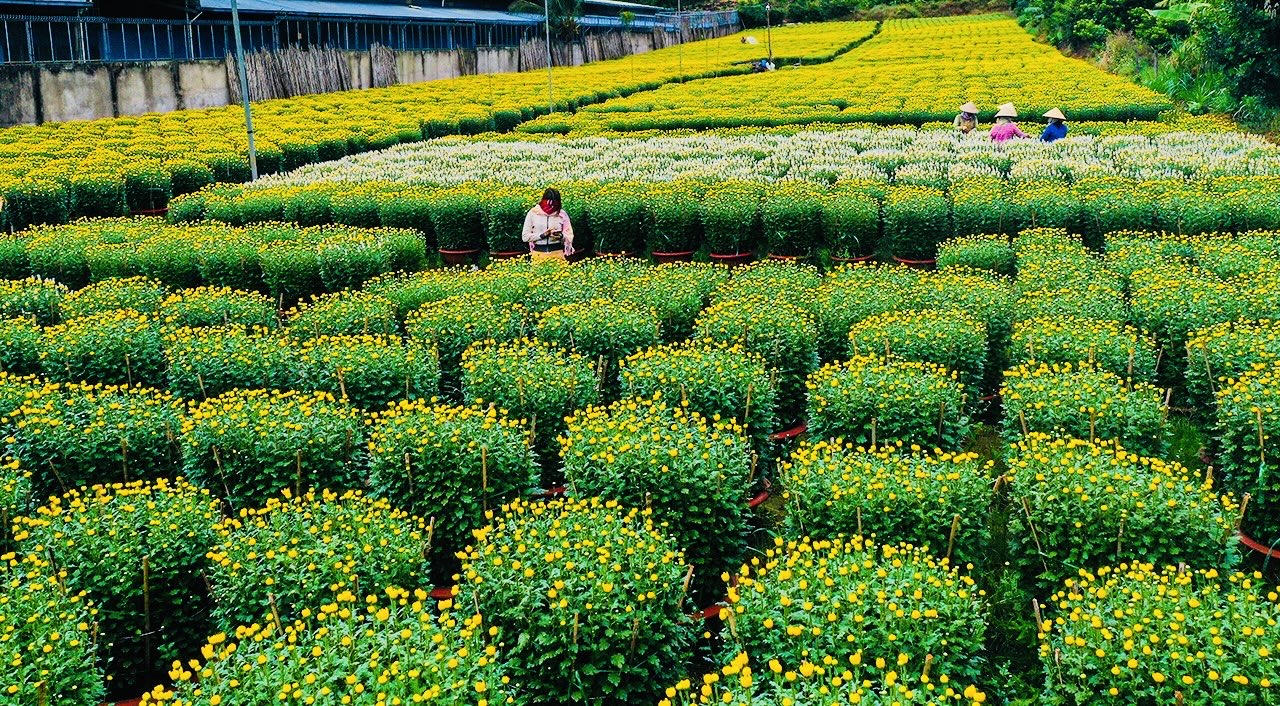 “Thủ phủ" hoa của Đồng Nai tất bật vào vụ Tết