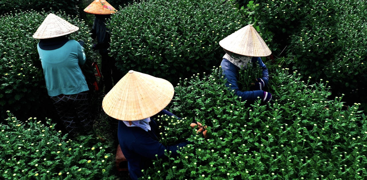 “Thủ phủ" hoa của Đồng Nai tất bật vào vụ Tết