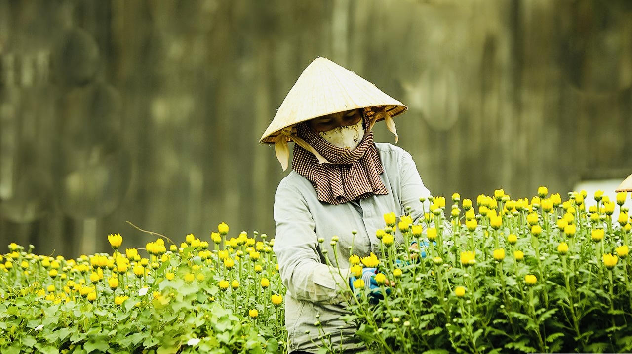 “Thủ phủ" hoa của Đồng Nai tất bật vào vụ Tết