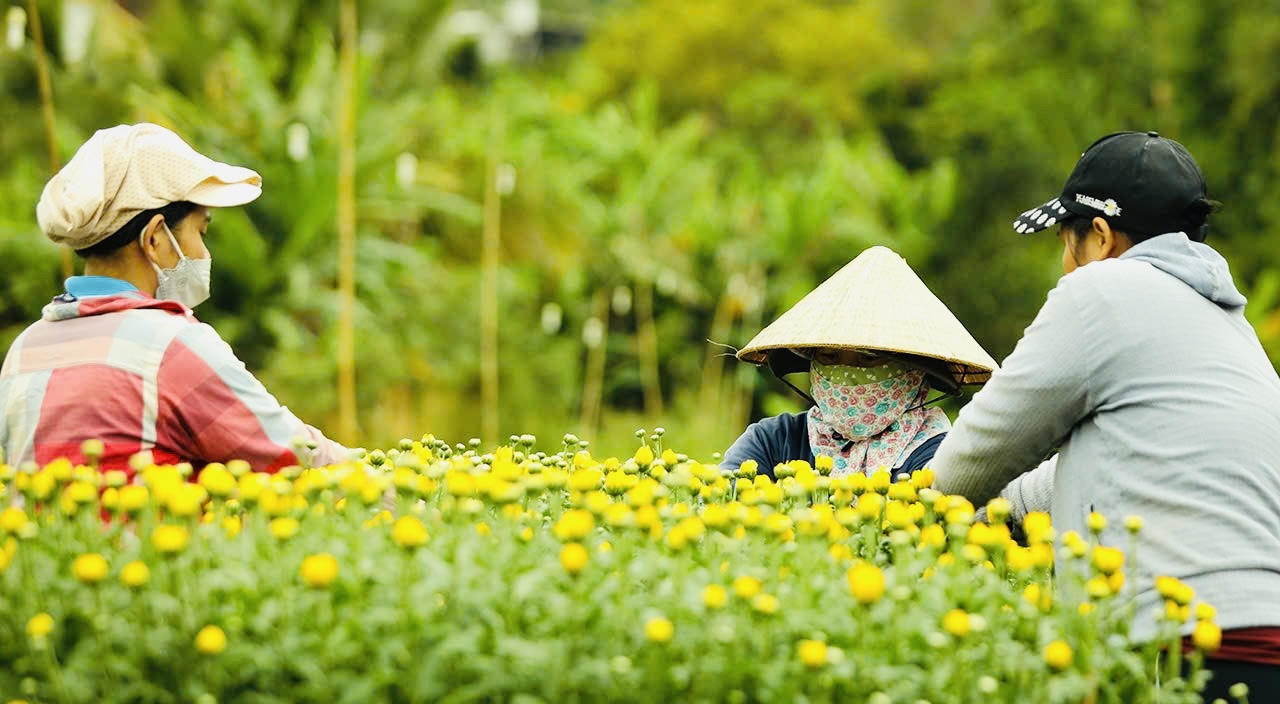 “Thủ phủ" hoa của Đồng Nai tất bật vào vụ Tết