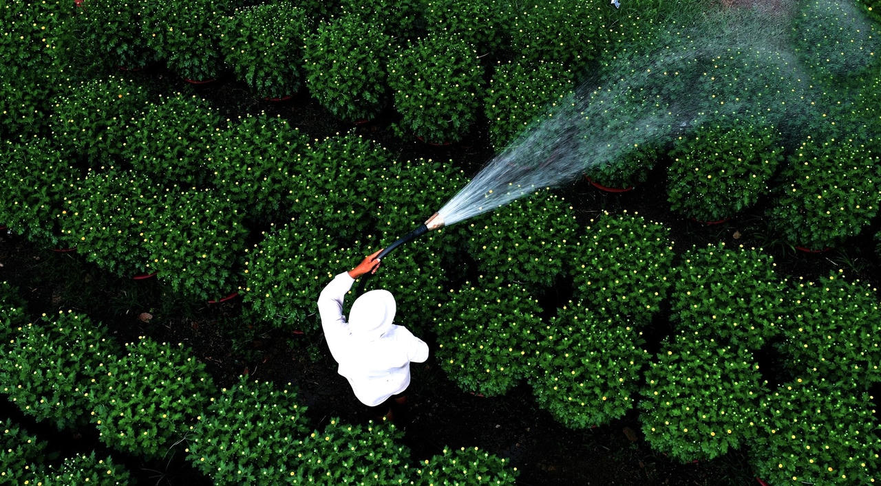 “Thủ phủ" hoa của Đồng Nai tất bật vào vụ Tết