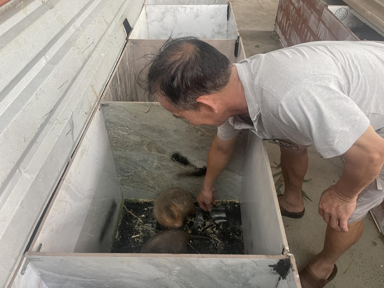 Mua con giống trên mạng - Người chăn nuôi ngậm trái đắng