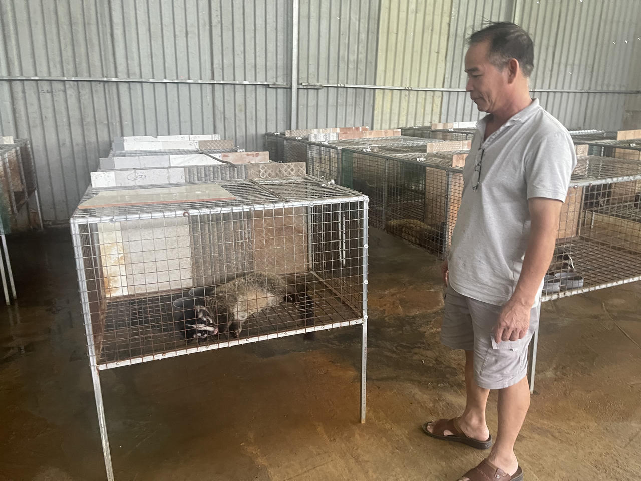 Mua con giống trên mạng - Người chăn nuôi ngậm trái đắng