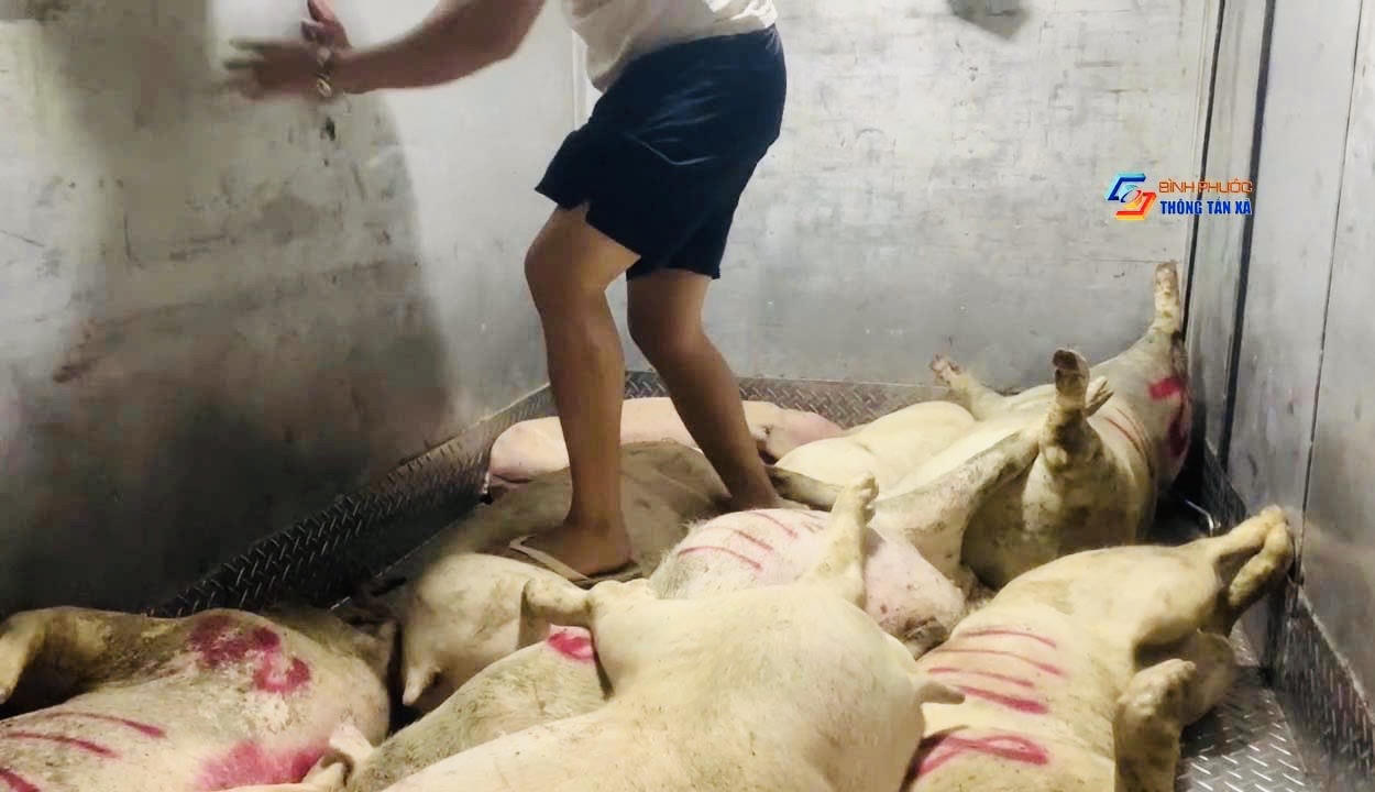 Mật phục 'chặn' 1,7 tấn heo chết chuẩn bị tung ra thị trường Tết