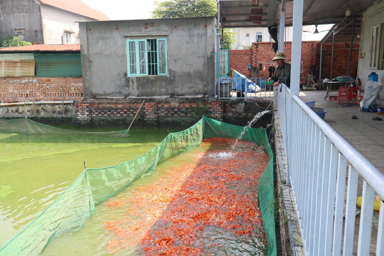 'Thủ phủ' nuôi cá chép cúng ông Táo lớn nhất Đồng Nai vào mùa
