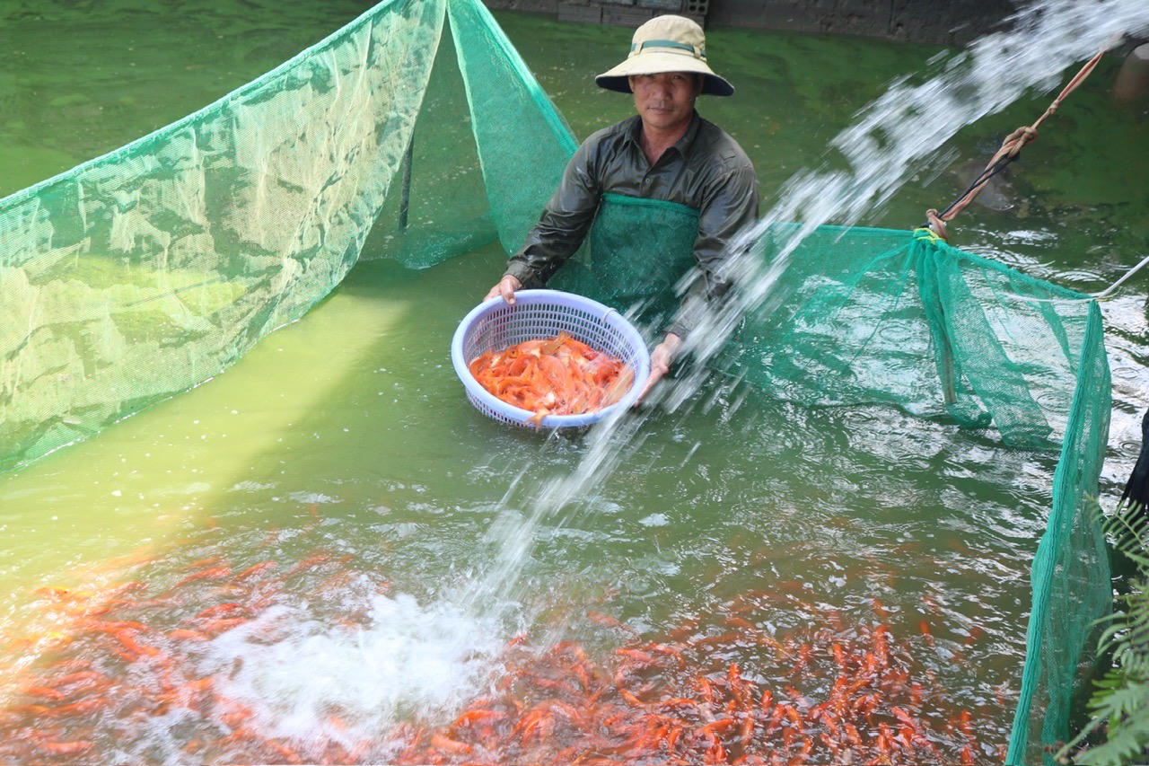 'Thủ phủ' nuôi cá chép cúng ông Táo lớn nhất Đồng Nai vào mùa