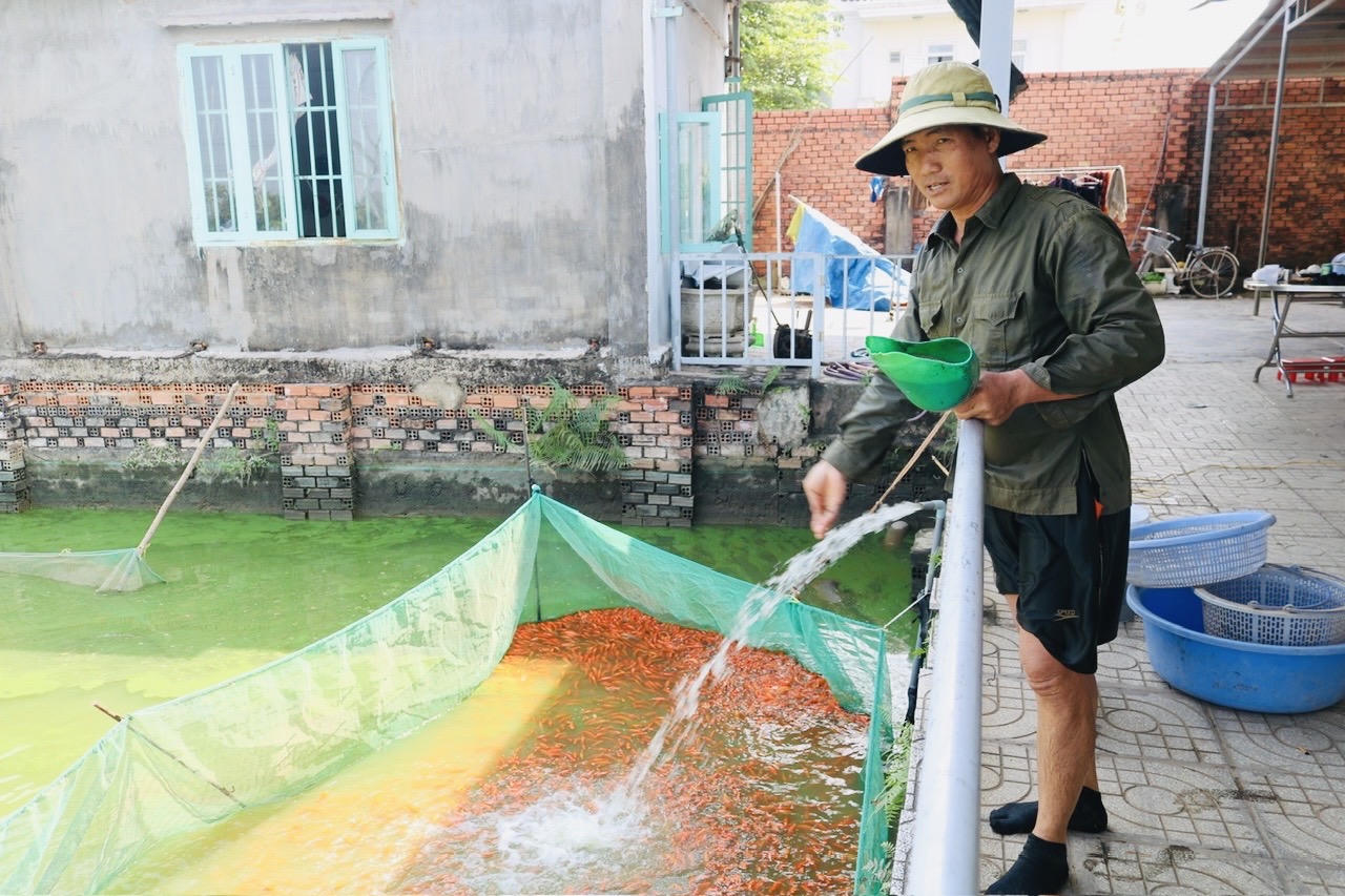 'Thủ phủ' nuôi cá chép cúng ông Táo lớn nhất Đồng Nai vào mùa