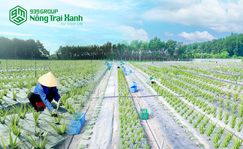 939 Group và khát vọng nâng tầm vị thế cây dược liệu Việt