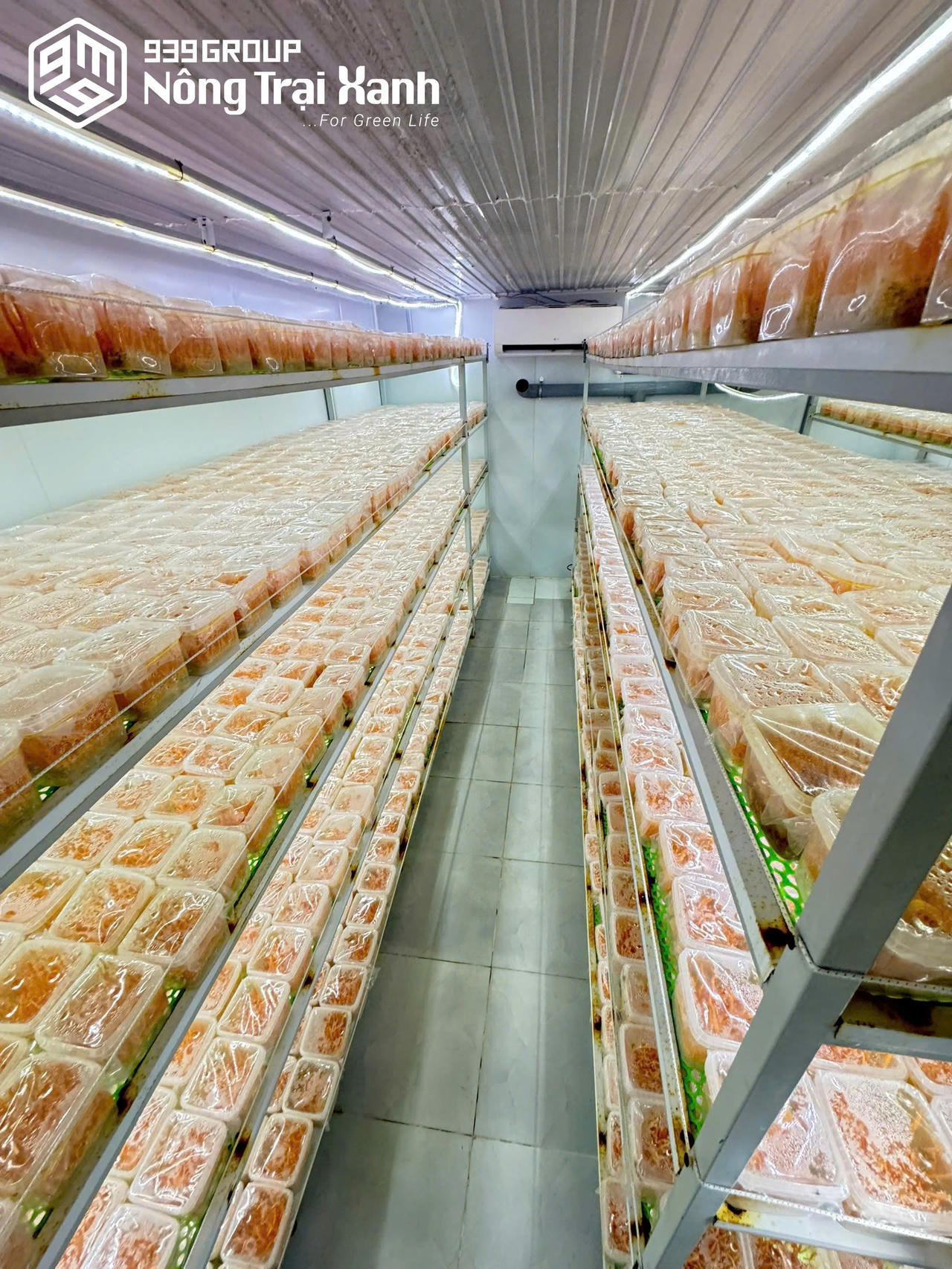 939 Group và khát vọng nâng tầm vị thế cây dược liệu Việt