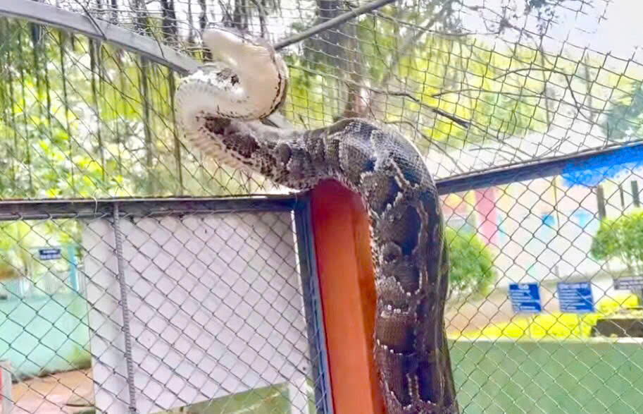 Năm Ất Tỵ bàn về Rắn trong văn hóa tâm linh và thực tiễn